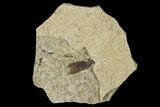 Fossil March Fly (Plecia) - Green River Formation #135899-1